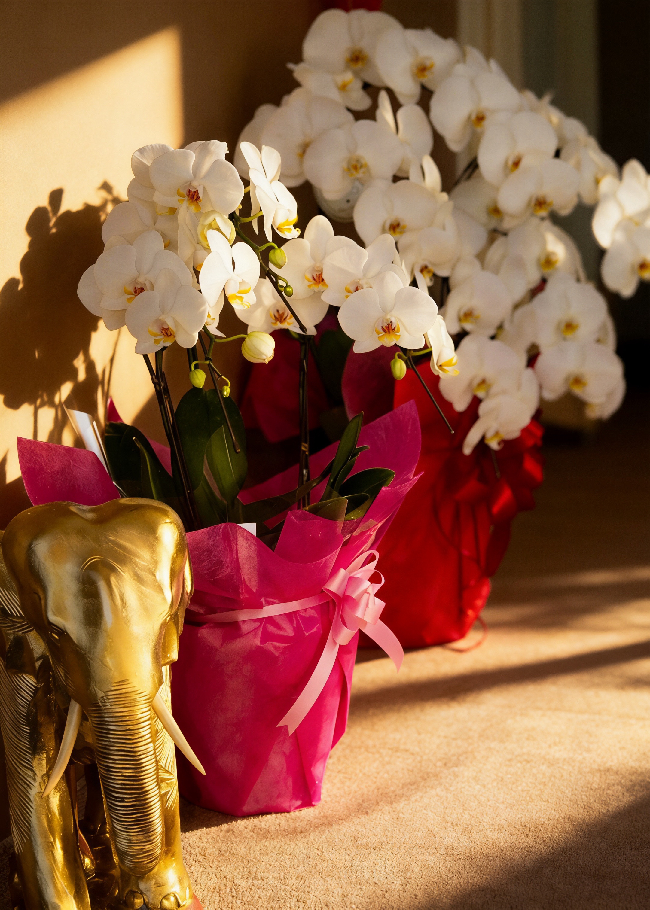 開店祝い  雲龍推拿